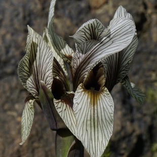 Iris korolkowii